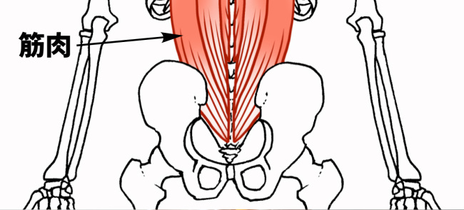 脊柱起立筋の解剖図｜豊中市の整体院が腰痛の仕組みを解説