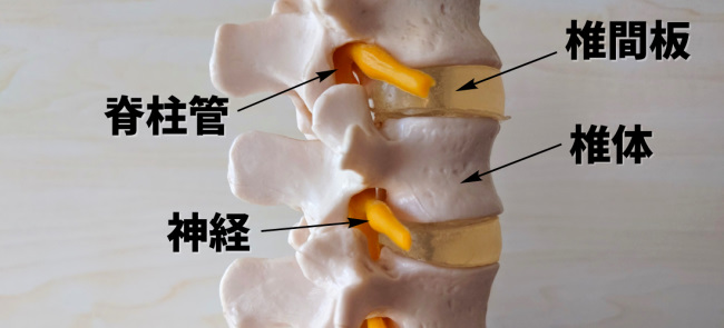 椎体と脊柱管の断面図｜腰痛の原因を理学療法士が解説