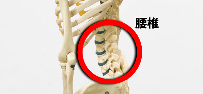 腰の骨模型｜肩と腰の違いを理学療法士が解説