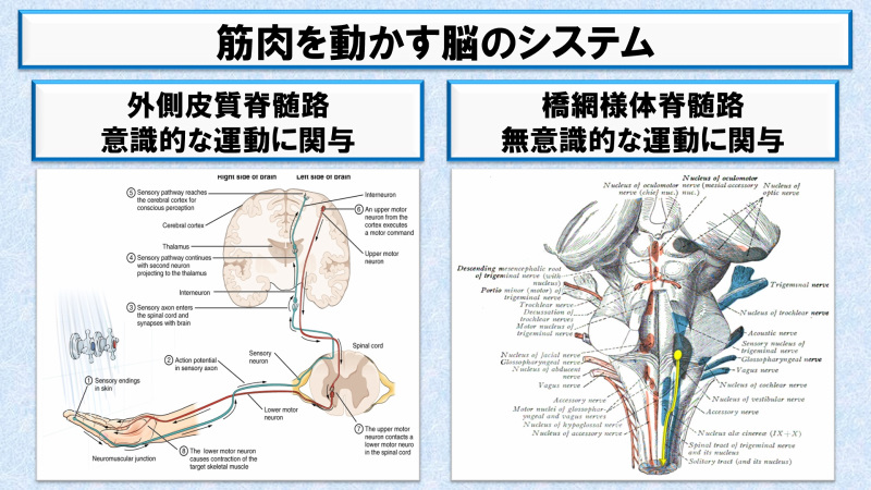 身体を動かす脳のシステム