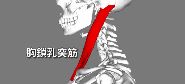 胸鎖乳突筋の解剖図｜頭痛の原因をを理学療法士が解説